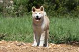 AKITA INU 401